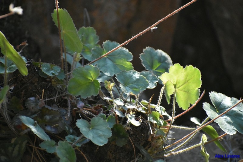 Heuchera rosendahlii photo 2