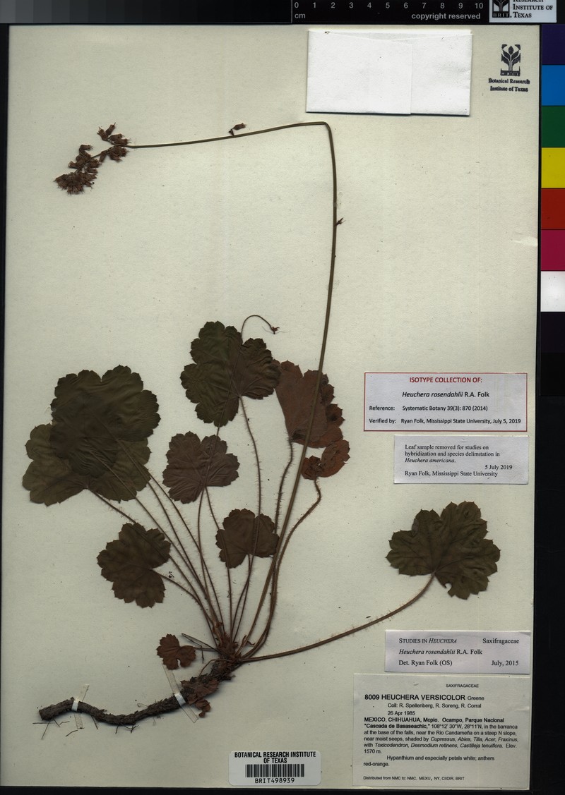 Heuchera rosendahlii photo 5