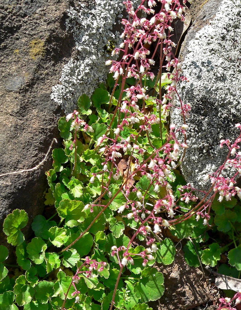 Pink Alumroot