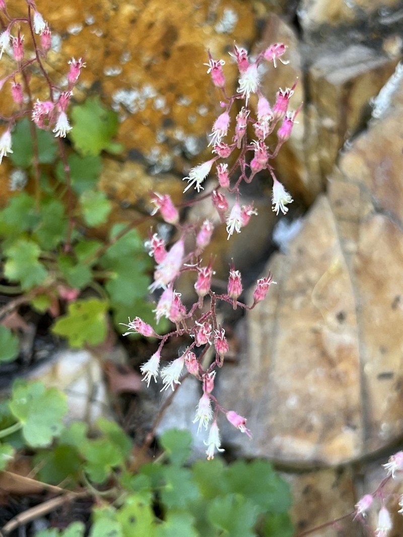 Alumroot photo 2