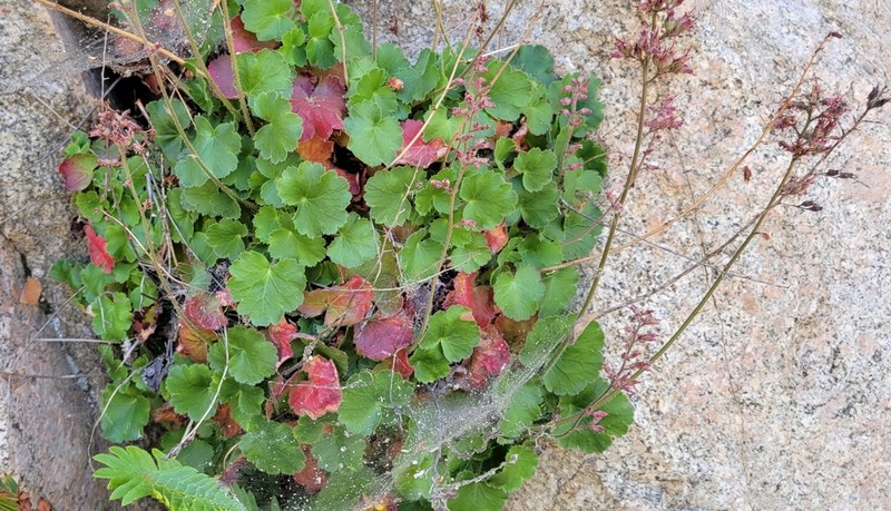 Alumroot photo 3