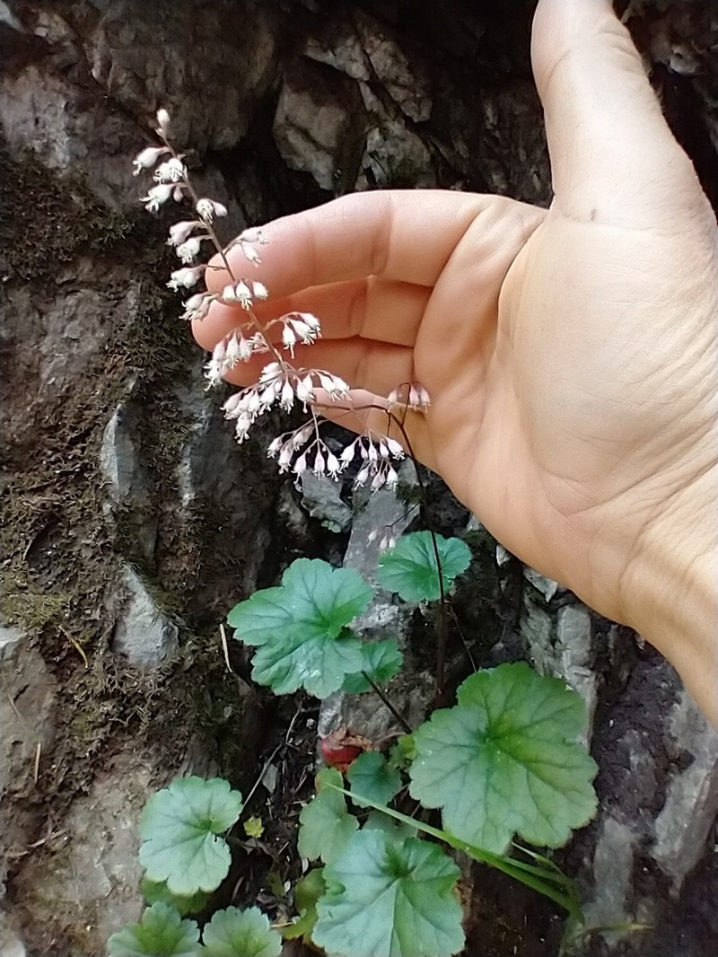 Alumroot photo 6