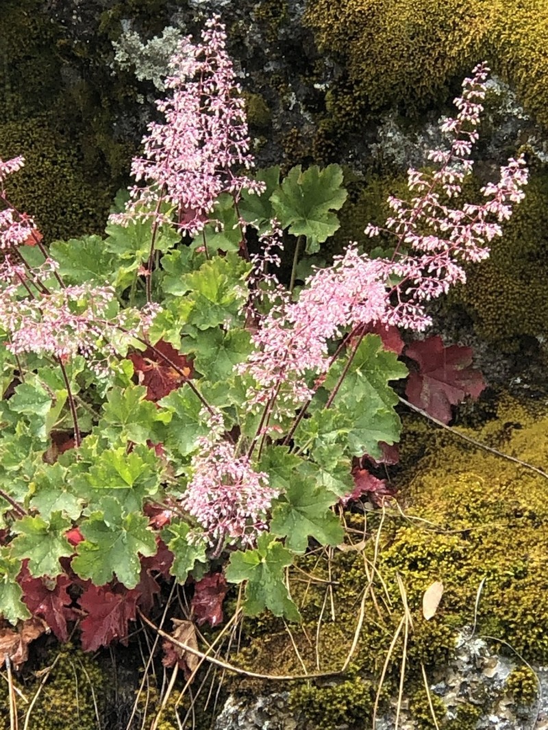Alumroot photo 8