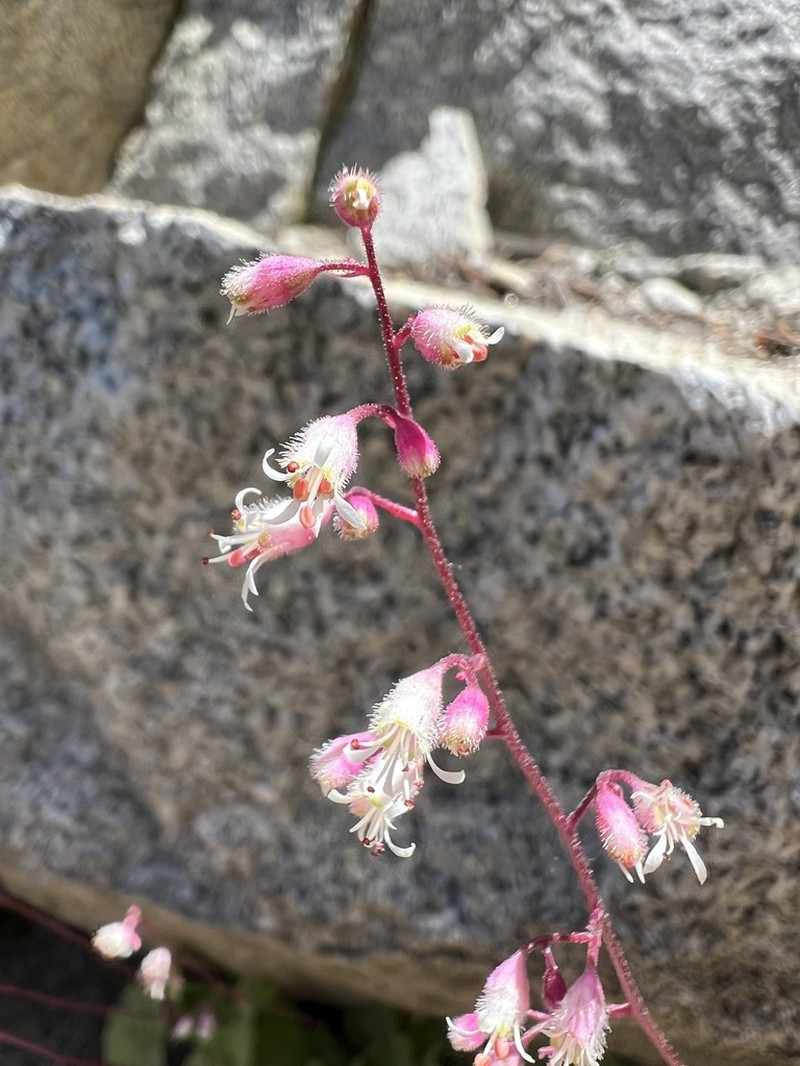 Pink Alumroot