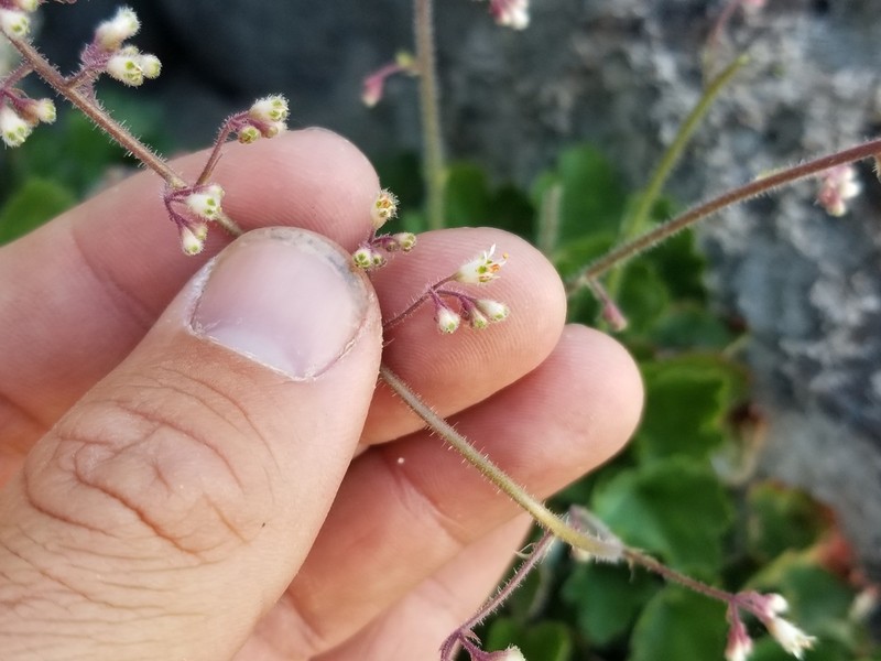 Pink Alumroot photo 4