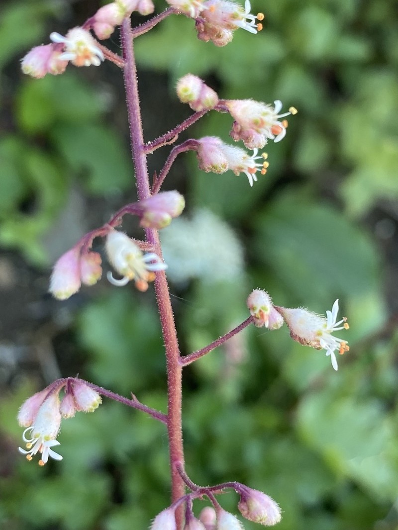 Pink Alumroot photo 5