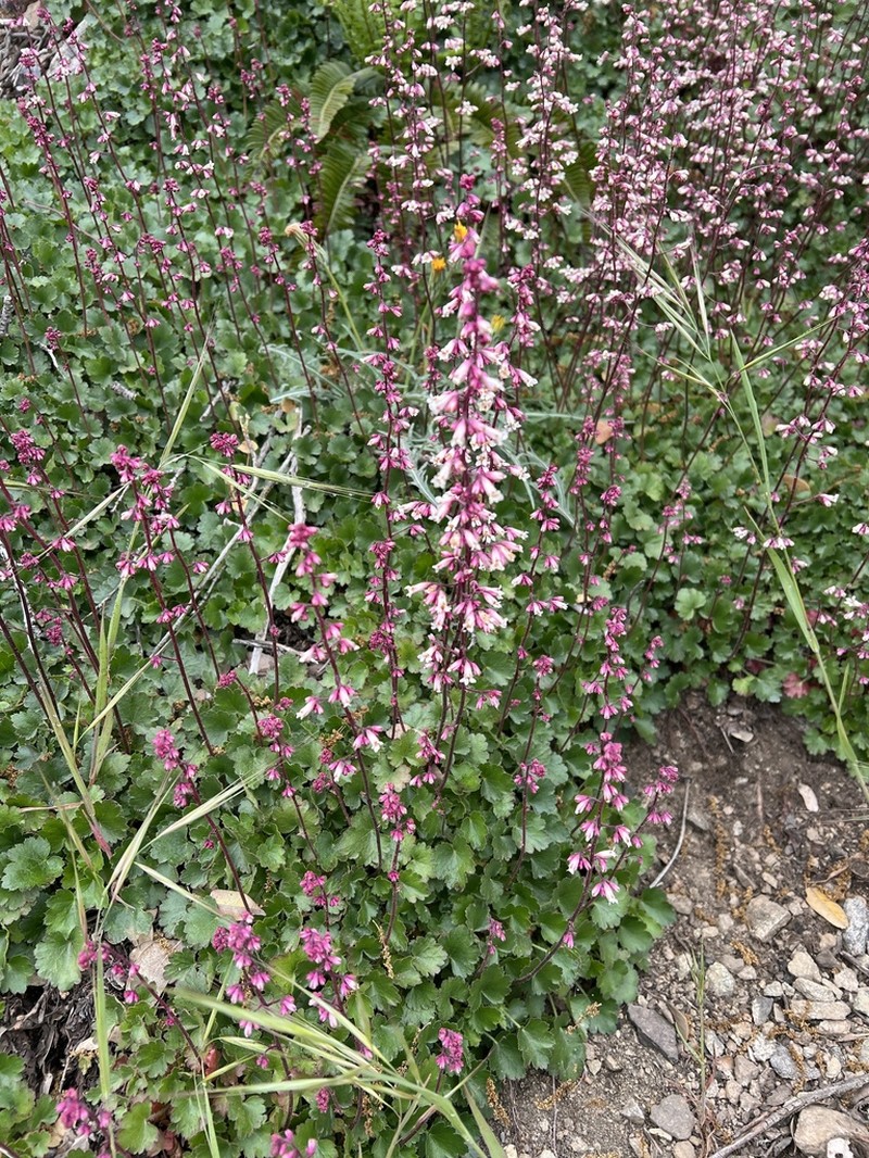 Pink Alumroot photo 7