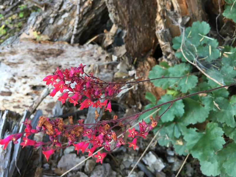 Coralbells