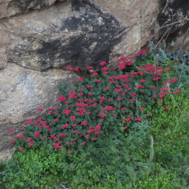 Coralbells photo 2