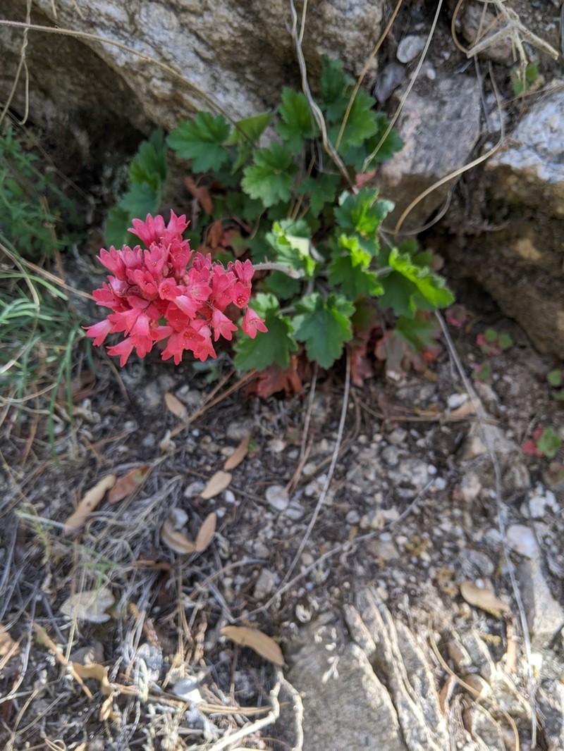 Coralbells photo 3