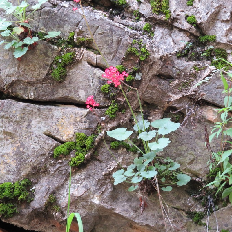 Coralbells photo 4