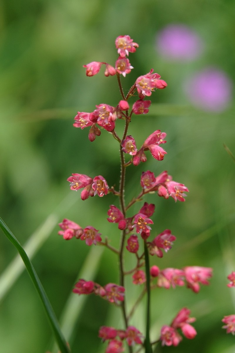 Coralbells photo 5
