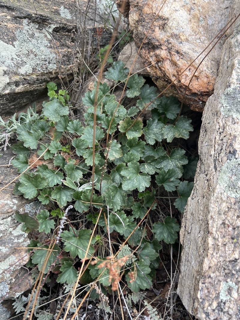 Coralbells photo 6