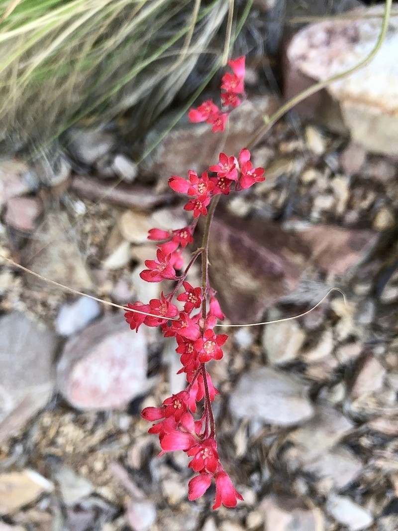 Coralbells photo 7