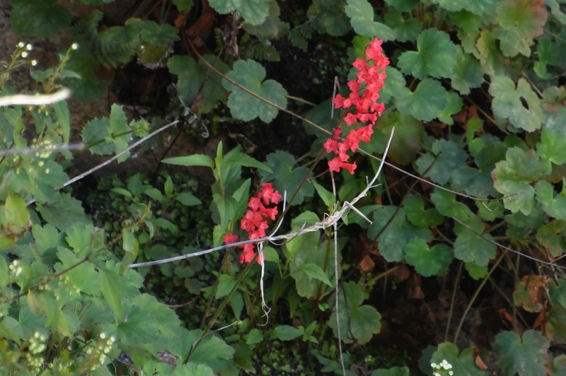 Coralbells photo 8
