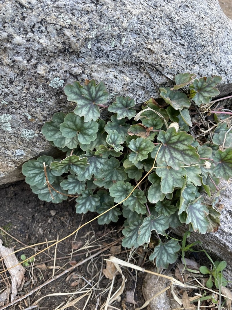 Heuchera soltisii
