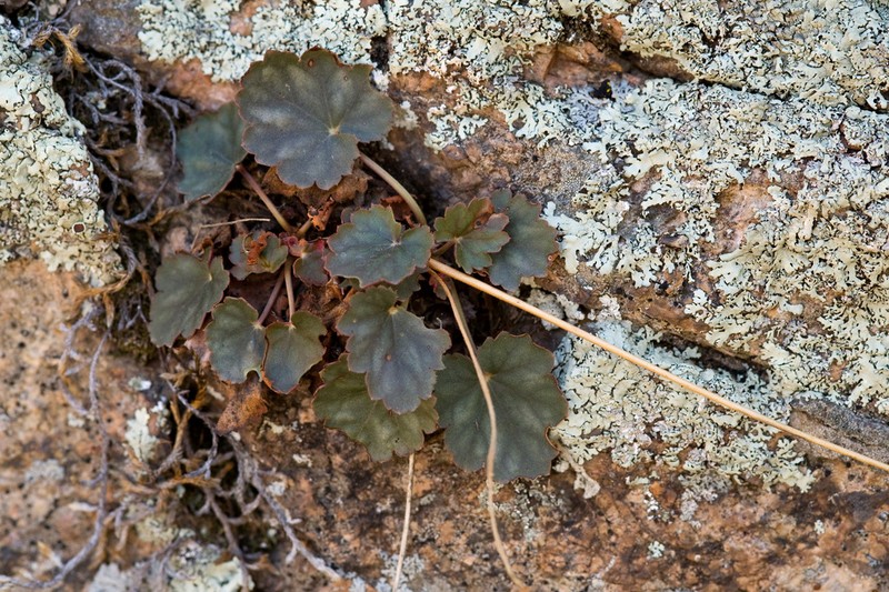 Heuchera soltisii photo 2