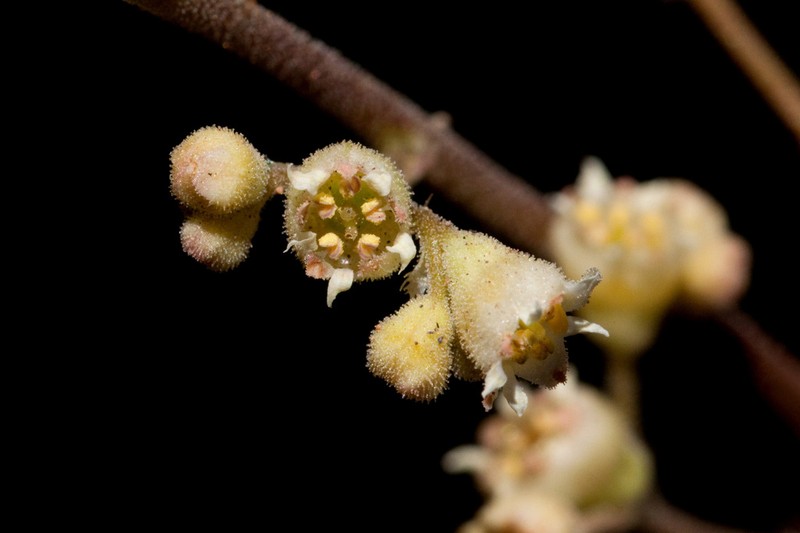 Heuchera soltisii photo 3