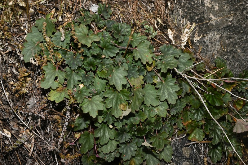 Heuchera soltisii photo 4