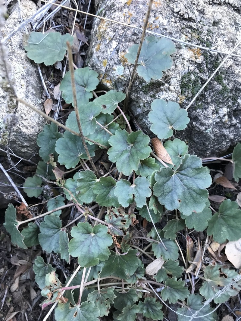 Heuchera soltisii photo 5