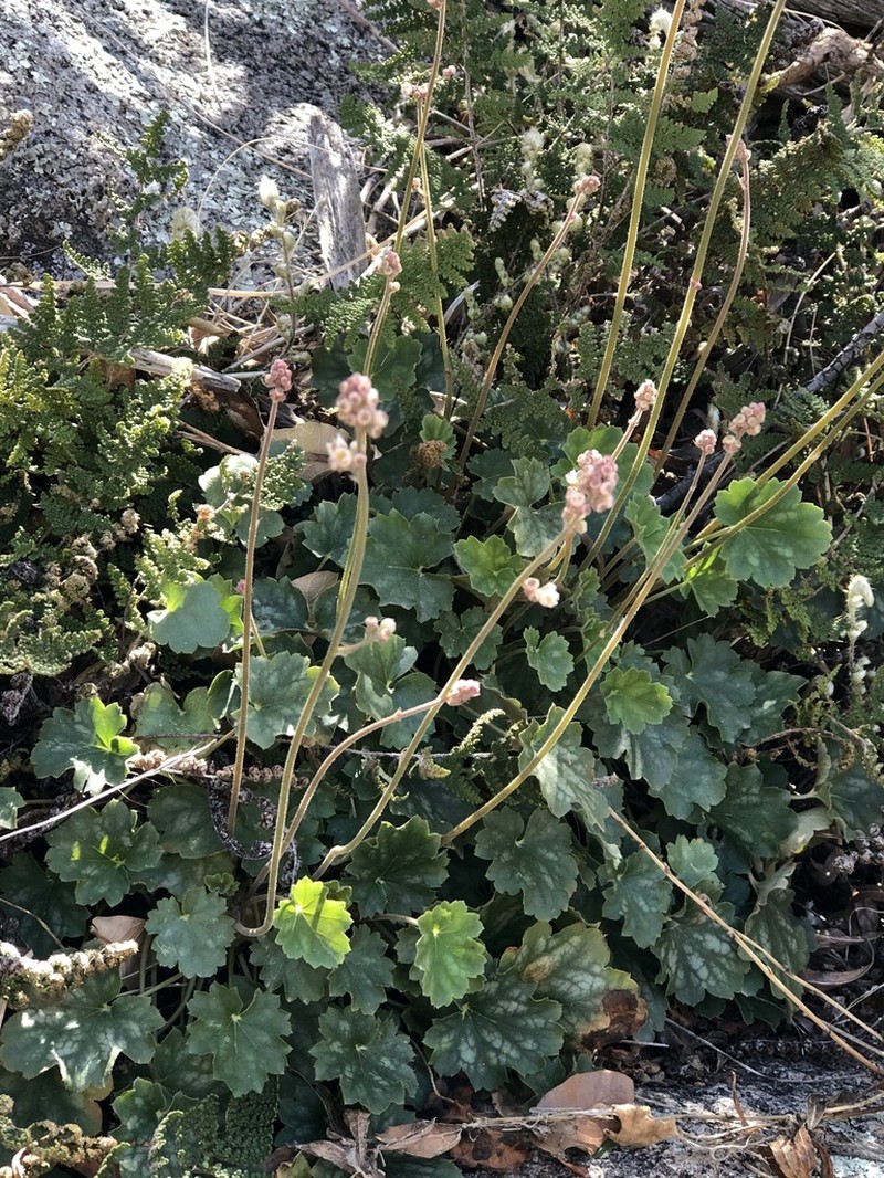 Heuchera soltisii photo 6