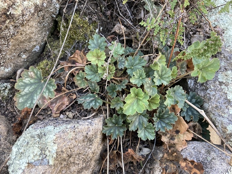 Heuchera soltisii photo 7
