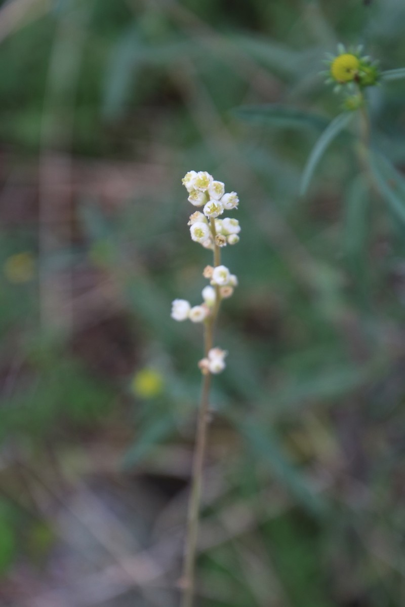 Heuchera soltisii photo 8