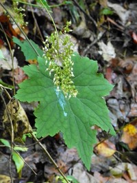 Hairy Alumroot