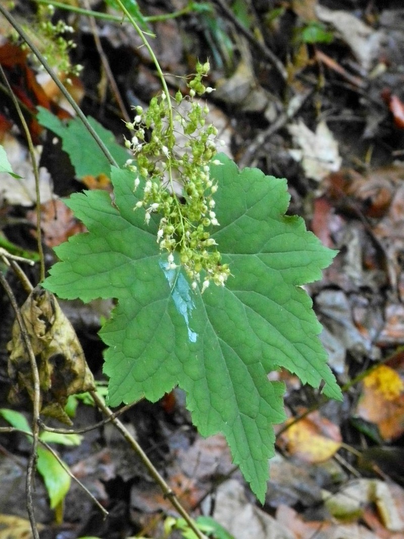 Hairy Alumroot