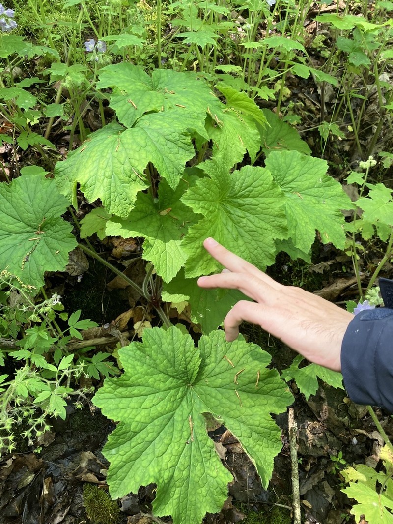 Hairy Alumroot photo 2