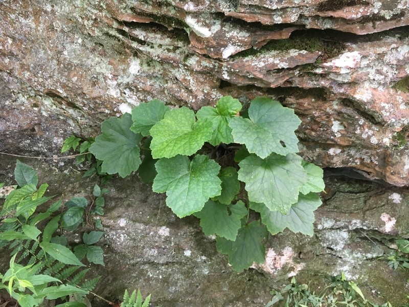 Hairy Alumroot photo 3