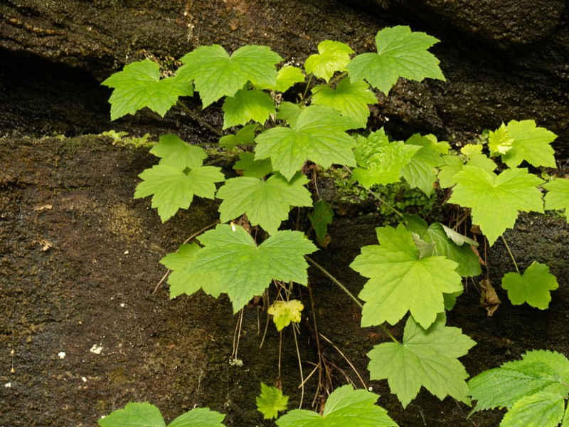 Hairy Alumroot photo 4