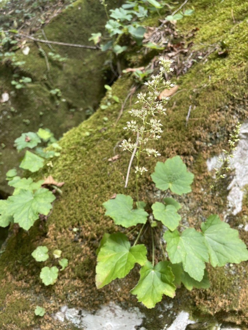 Hairy Alumroot photo 5