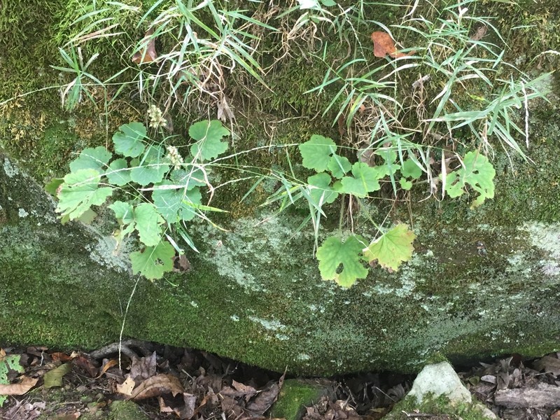 Hairy Alumroot photo 6
