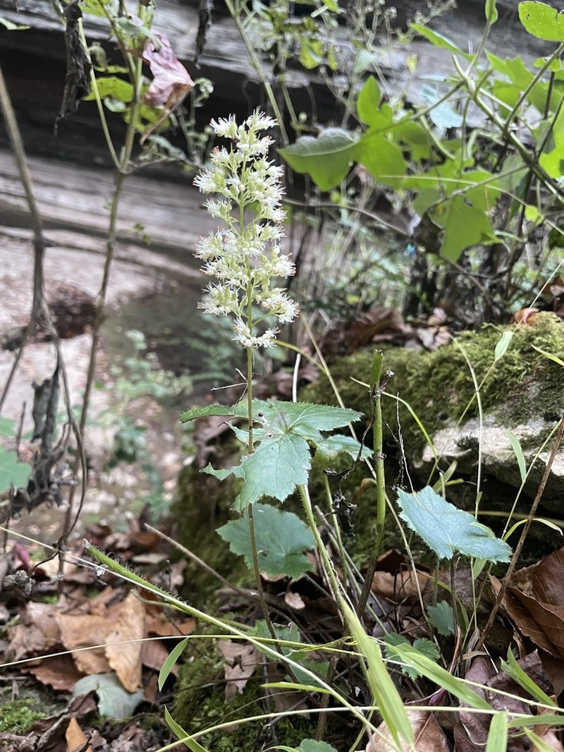 Hairy Alumroot photo 7