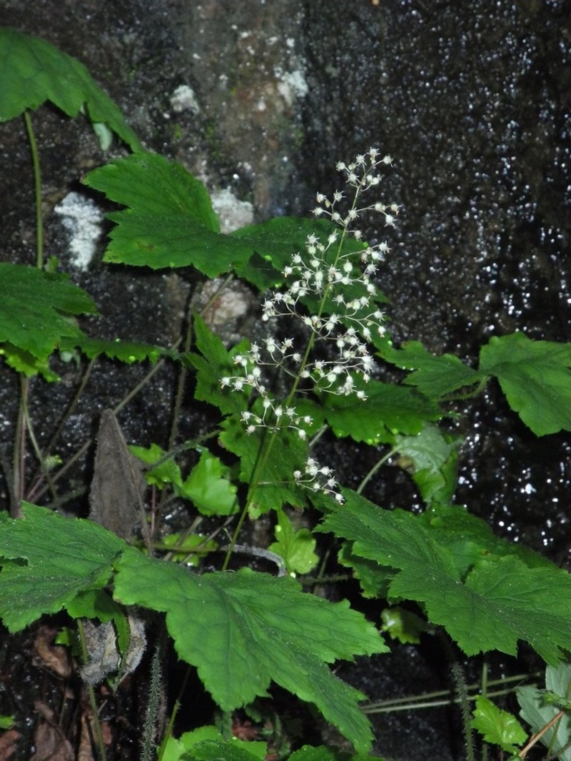 Hairy Alumroot photo 8