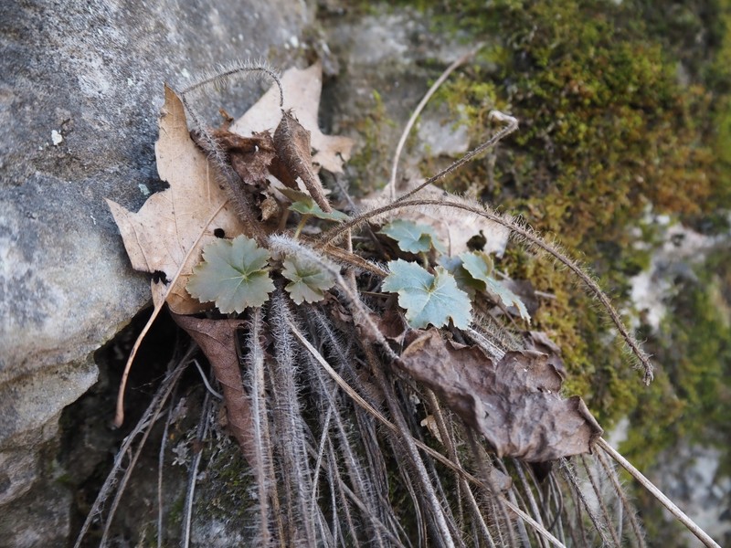 Heuchera villosa var. arkansana