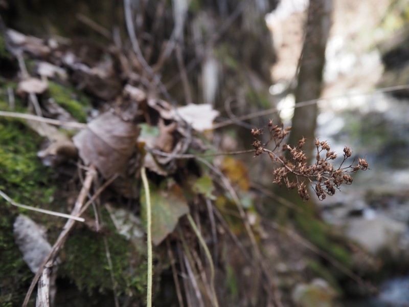 Heuchera villosa var. arkansana photo 2
