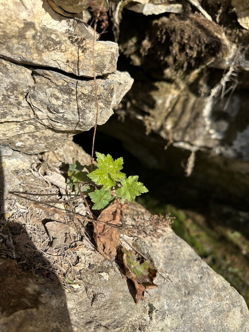 Heuchera villosa var. arkansana photo 3