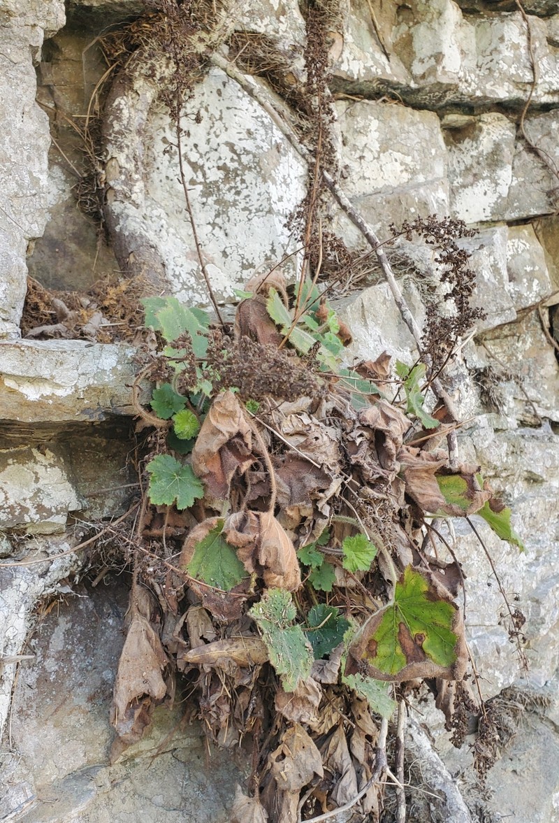 Heuchera villosa var. arkansana photo 4