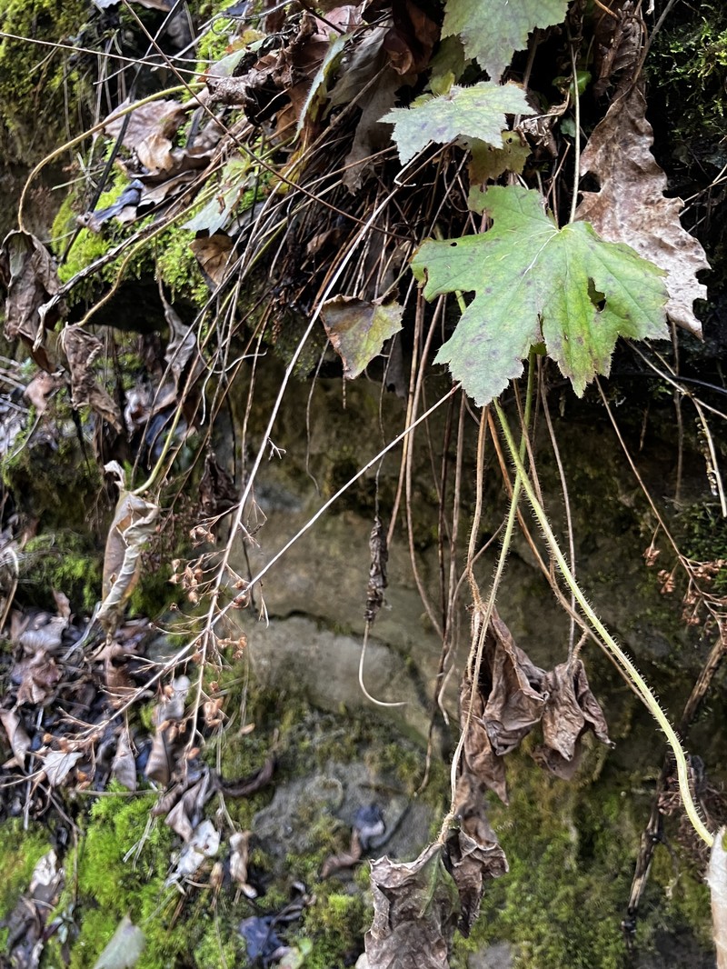 Heuchera villosa var. arkansana photo 6