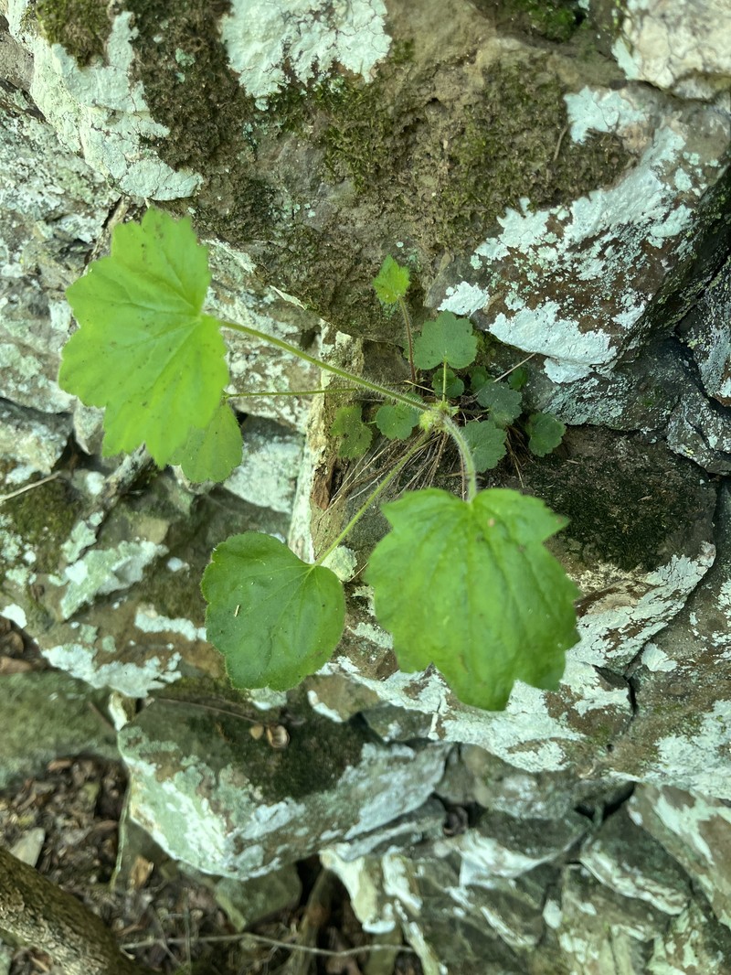 Heuchera villosa var. arkansana photo 7