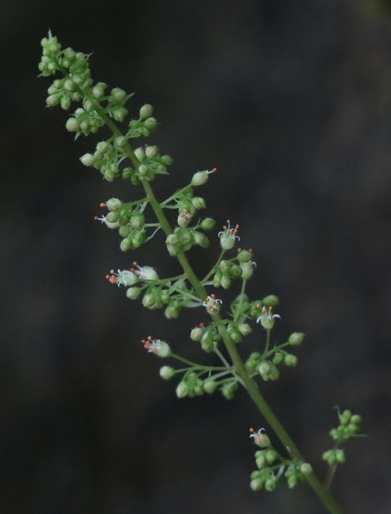 Heuchera villosa var. arkansana photo 8