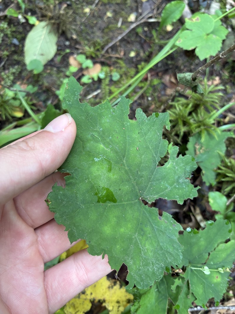 Heuchera villosa var. villosa