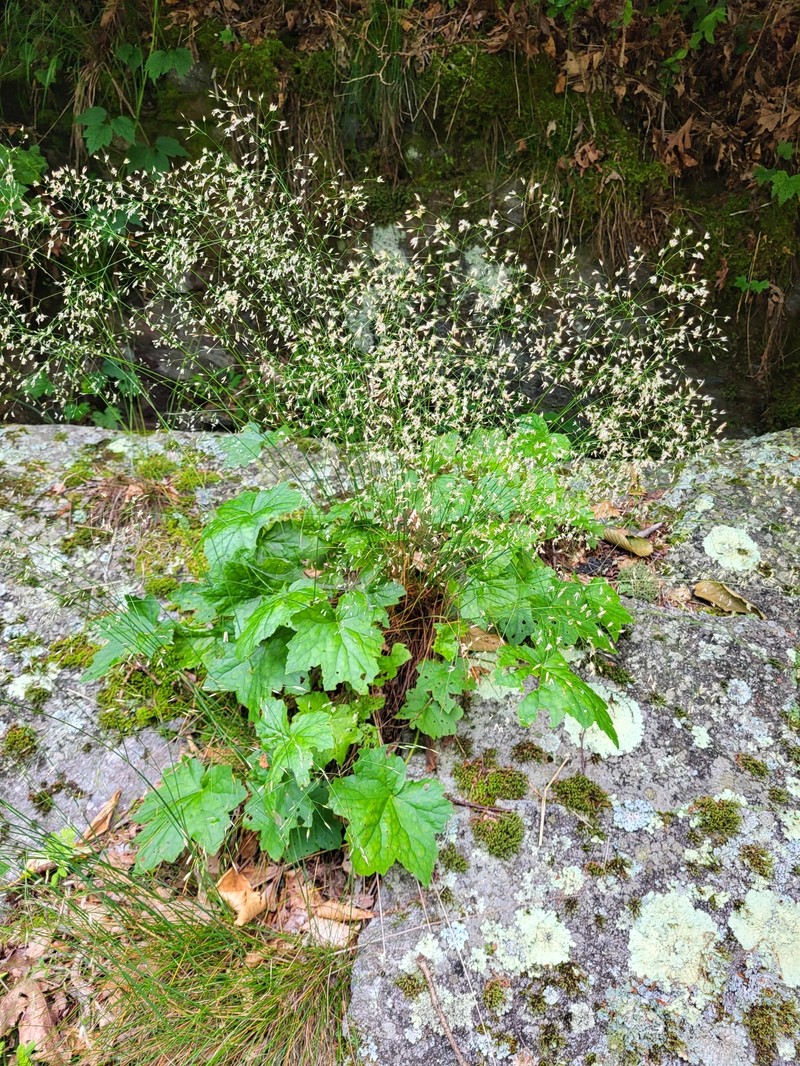 Heuchera villosa var. villosa photo 2