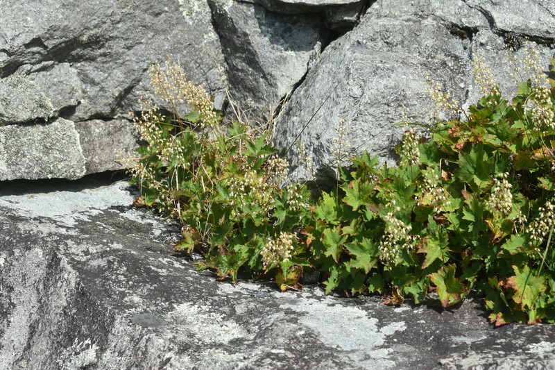 Heuchera villosa var. villosa photo 3