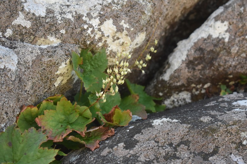 Heuchera villosa var. villosa photo 4
