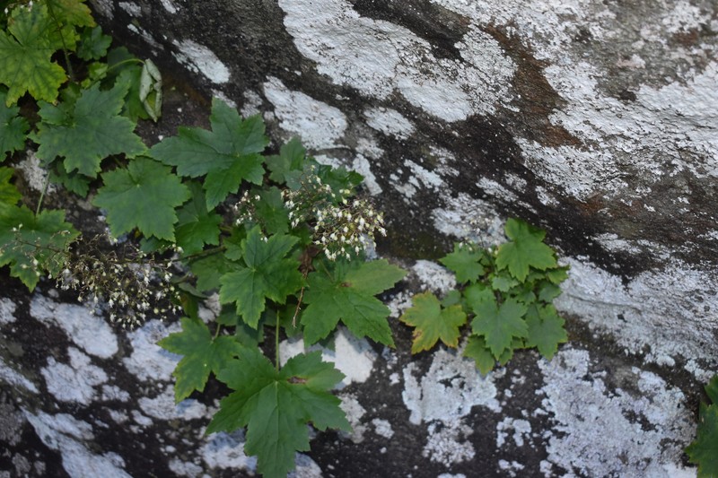 Heuchera villosa var. villosa photo 5