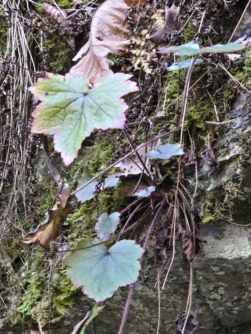 Heuchera villosa var. villosa photo 7