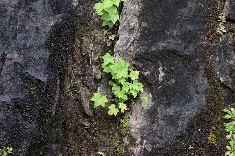 Heuchera villosa var. villosa photo 8